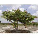 Cajueiro, Anacardium occidentale L., Mudas