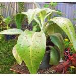 Orelha de burro, Duguetia furfuracea (A.St.-Hil.) Saff. Mudas