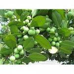 Gulandí, Calophyllum brasiliense Cambess. Mudas