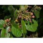 Cipó de fogo, Davilla nitida (Vahl) Kubitzki. Mudas