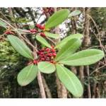 Cocão, Erythroxylum argentinum. Mudas