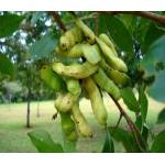 Ingá, Inga Ingoides (Rich.) Willd. Mudas