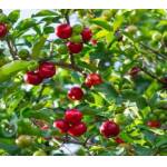 Acerola, Malpighia punicifolia. Mudas