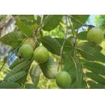 Goiaba, Psidium guajava L. Mudas