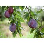 Ameixa, Ximenia americana L. var. americana. Mudas