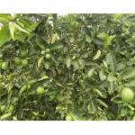 Limão 'Tahiti', Citrus latifolia. Mudas