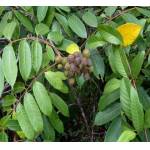 Cabatã, Cupania oblongifolia Mart. Mudas