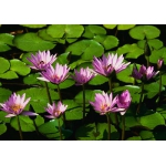 Doacao Impressora Multifuncional